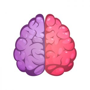 cerebro 300x300 - Emoción y Neuroeducación, un tándem en ACADE EduFórum el 15 de octubre